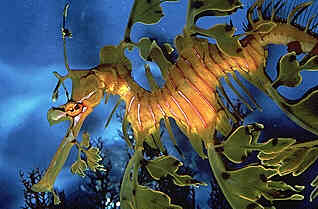 Seadragon